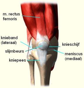 Het kniegewricht