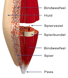 Orthopedische geneeskunde